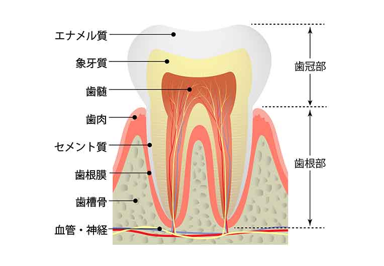 歯の構造