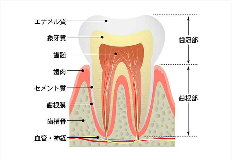 歯の構造